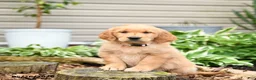 Golden Retriever dogs for sale: Gretel - Ad 3