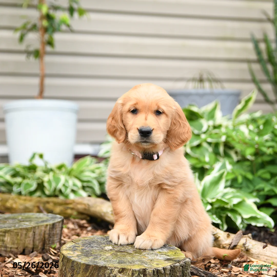 Golden Retriever dogs for sale: Gretel - Ad 3