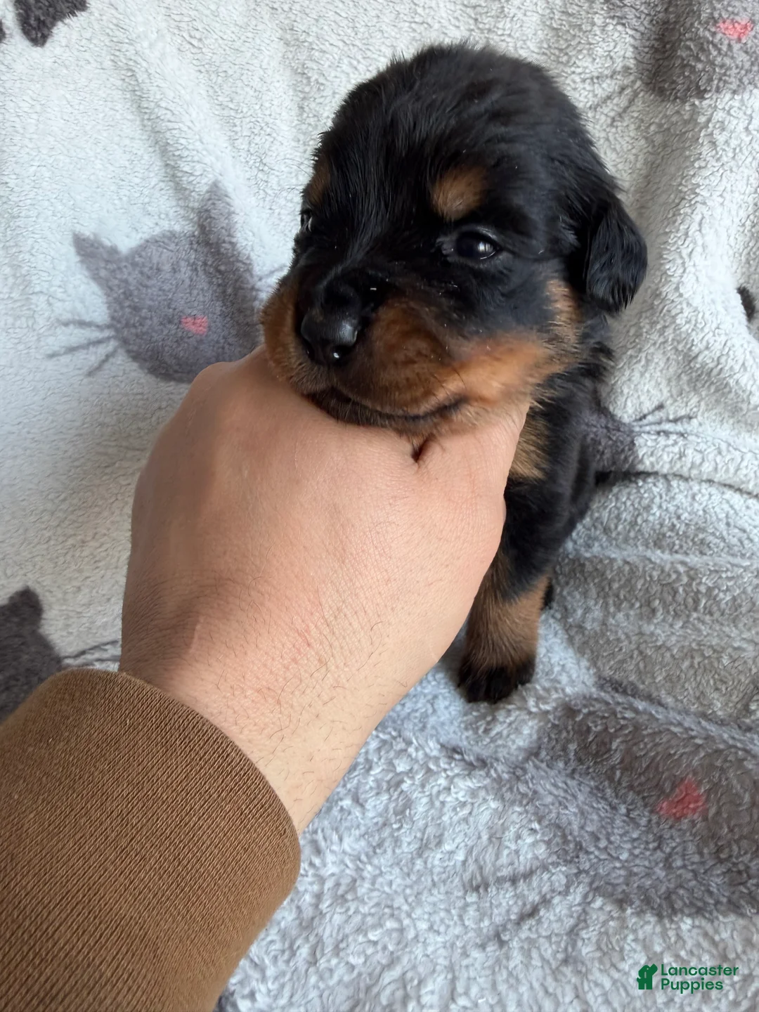 Rottweiler dogs for sale: Sky - Ad 8