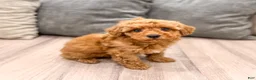 Miniature Poodle dogs for sale: Cinnamon - Ad 3