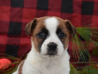 Jack Russell Terrier dogs Nellie - Ad 23