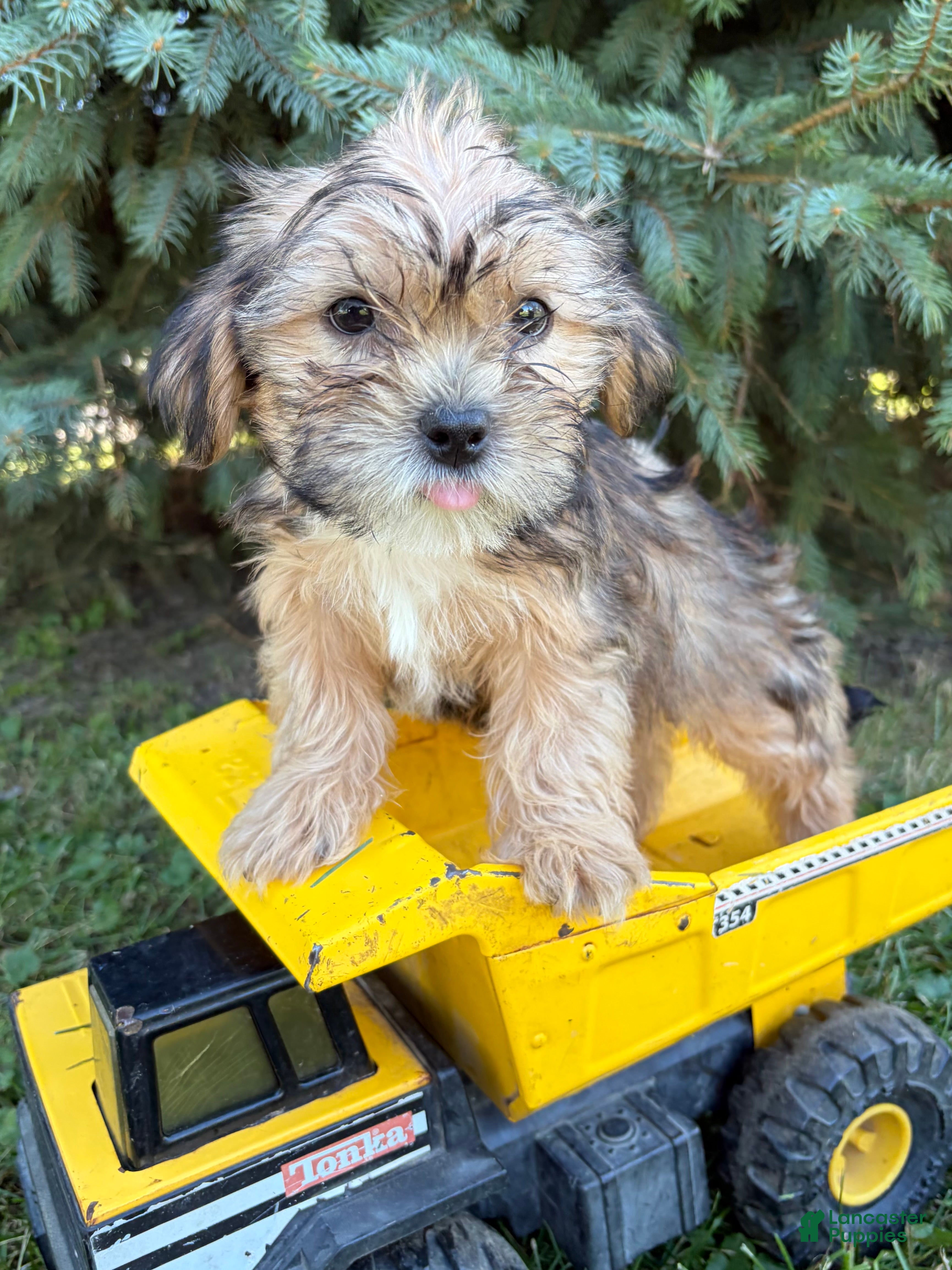 Shorkie dogs Ace - Ad 1