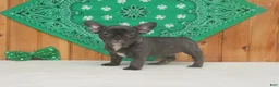French Bulldog dogs for sale: AKC Cora - Ad 1