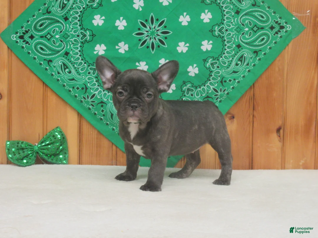 French Bulldog dogs for sale: AKC Cora - Ad 1