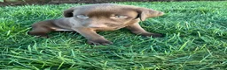 Labrador Retriever dogs for sale: Sadie - Ad 2