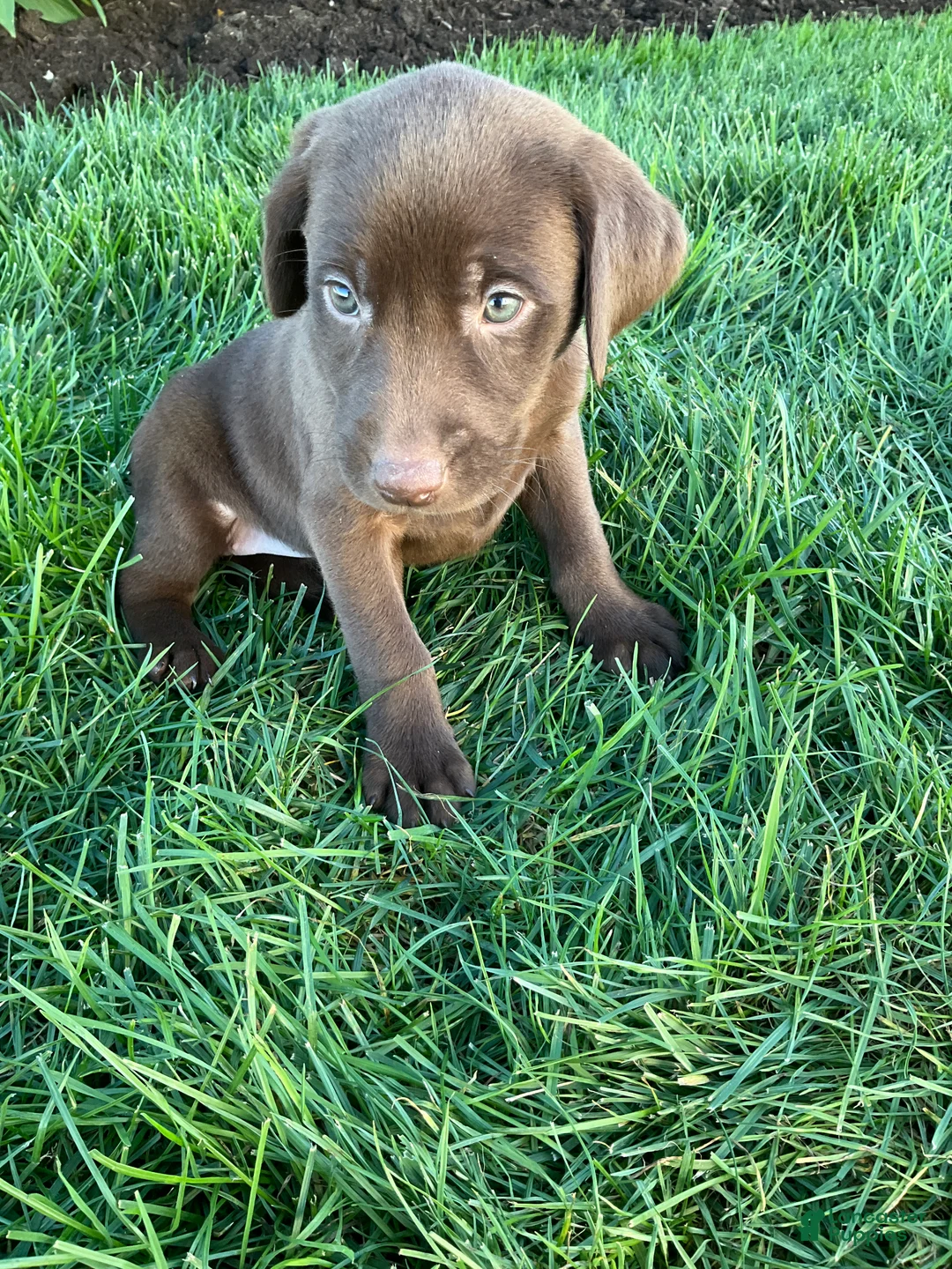Labrador Retriever dogs for sale: Sadie - Ad 2