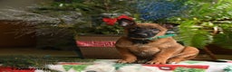 Belgian Malinois dogs for sale: Melon  - Ad 4