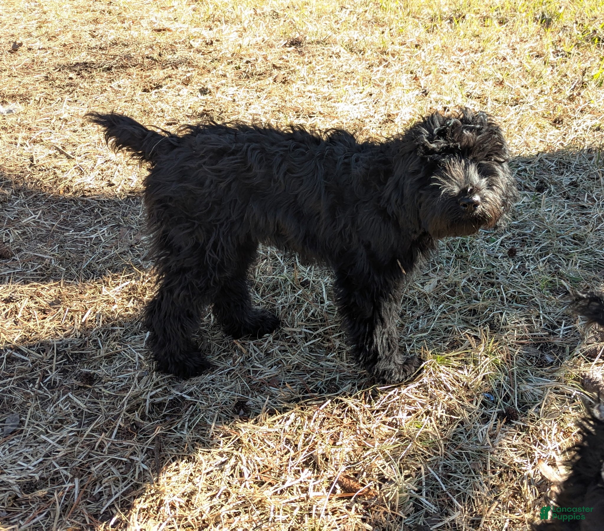 Whoodle dogs Pink - Ad 6