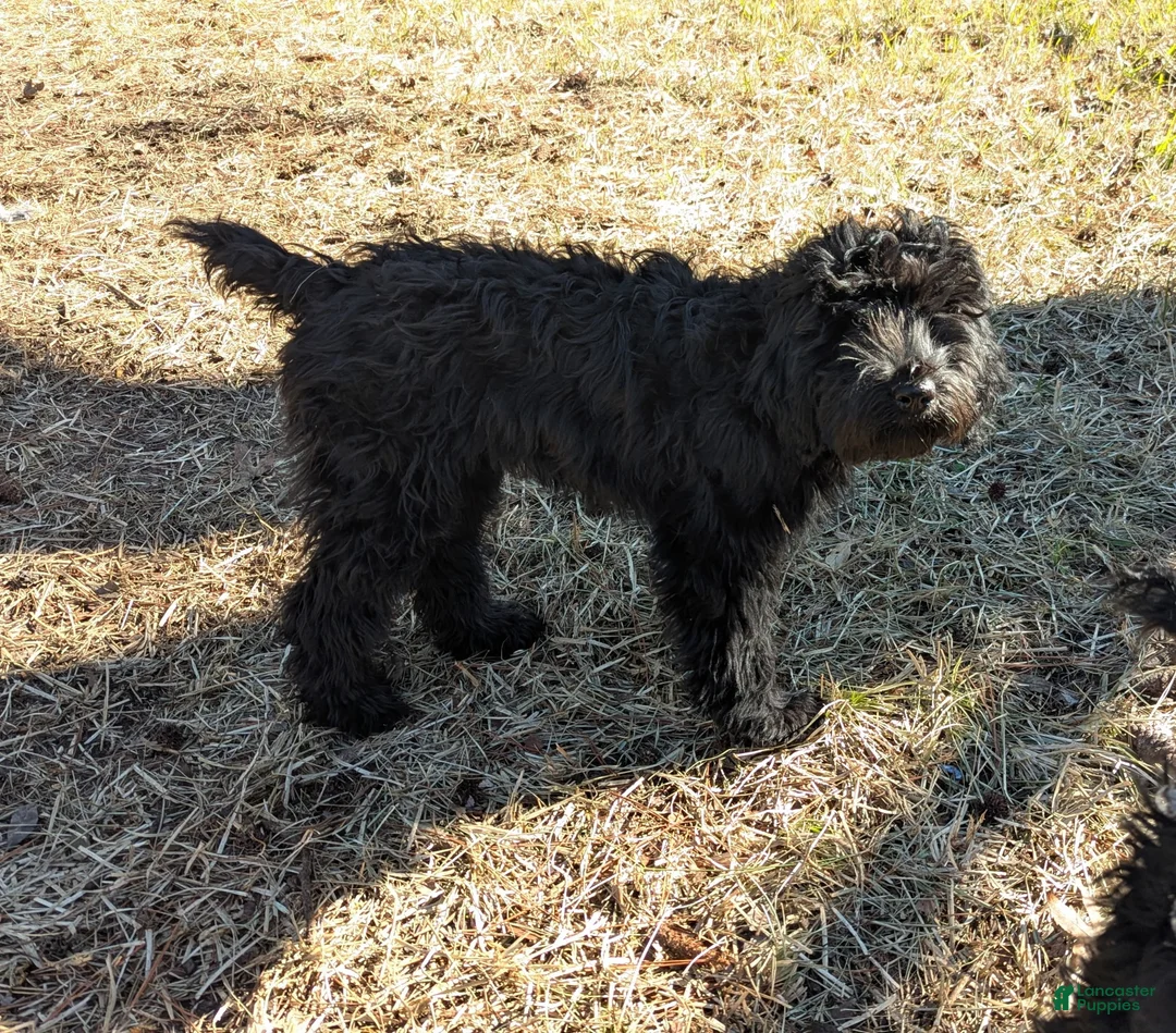 Whoodle dogs for sale: Pink - Ad 1