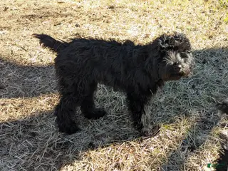 Whoodle dogs Pink - Ad 6