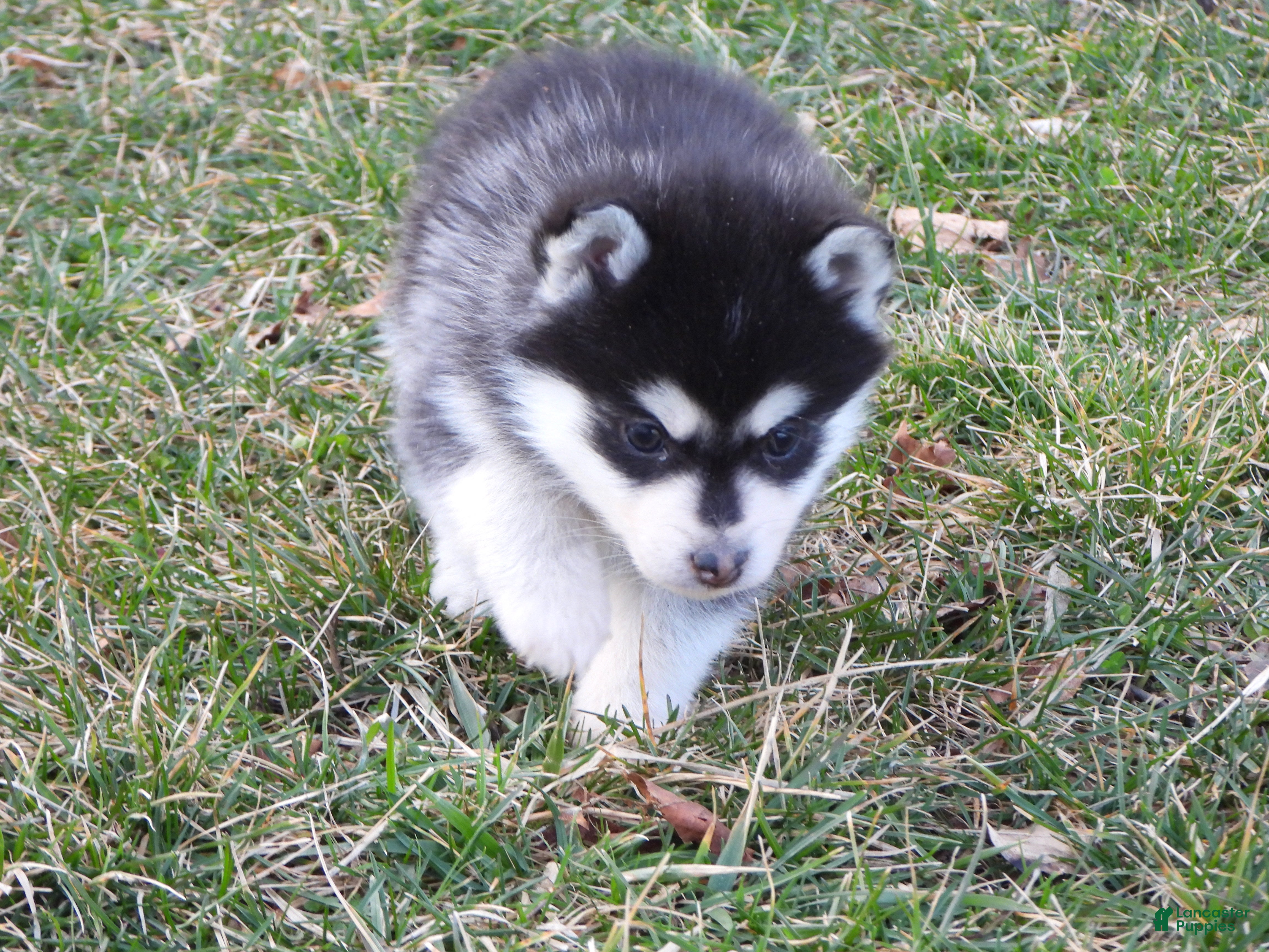 Pomsky dogs Abner - Ad 2