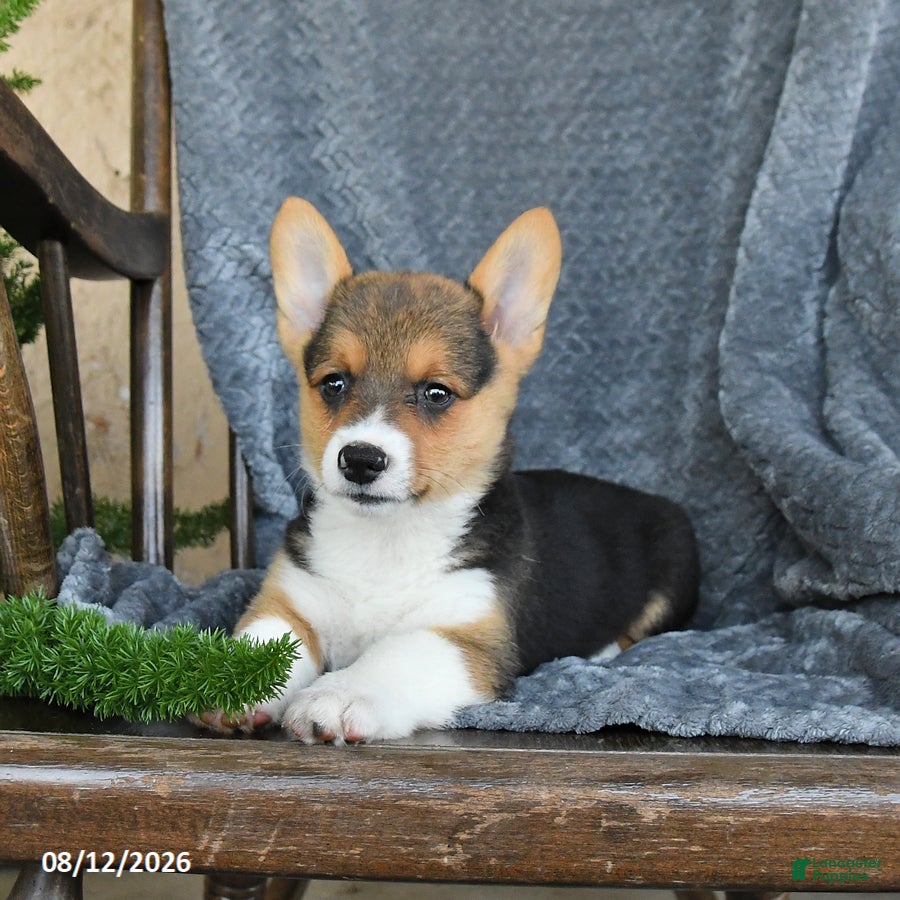 Welsh Corgi Pembroke dogs Freda - Ad 2
