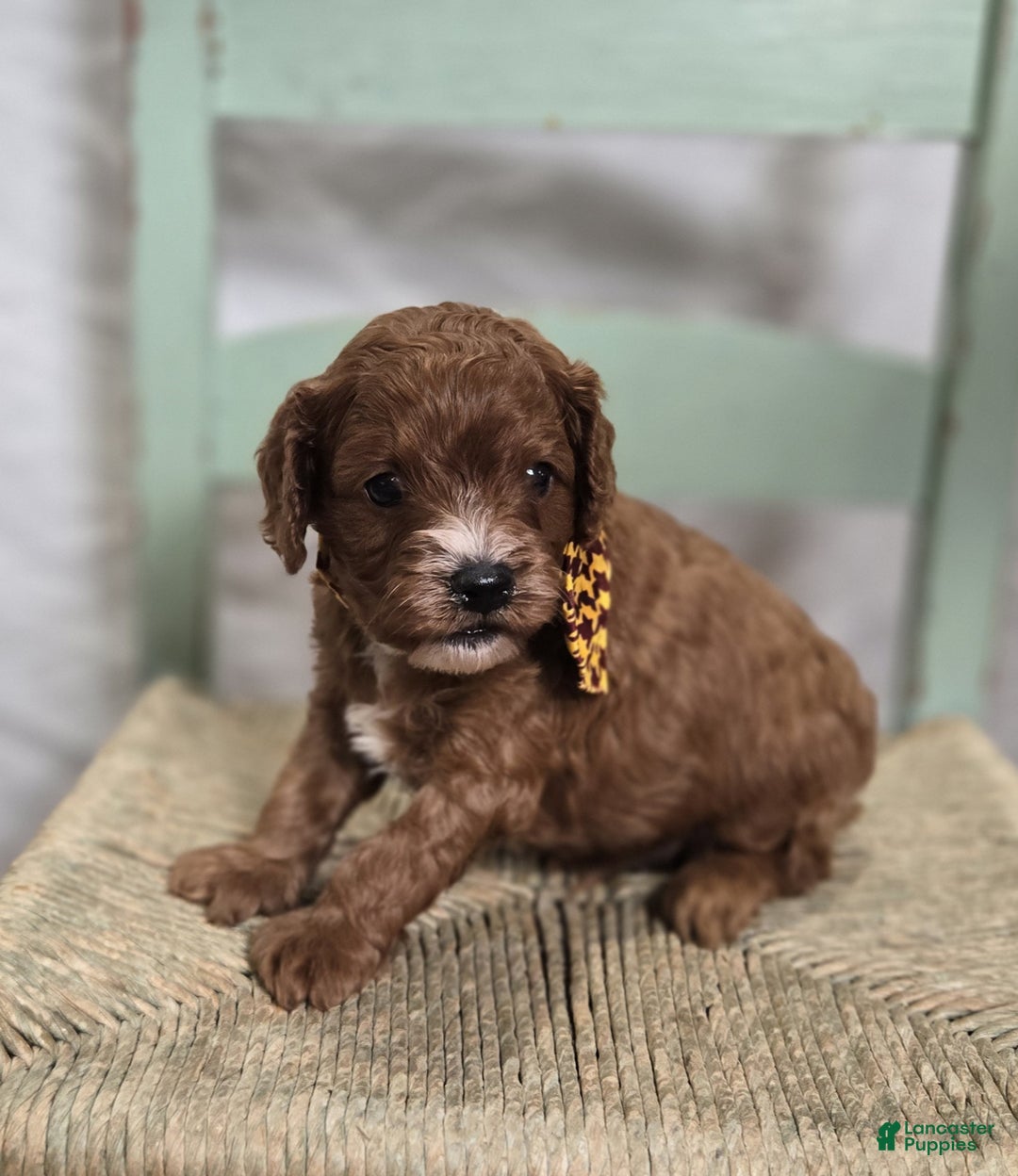 Cavapoo dogs for sale: Tinker - Ad 5