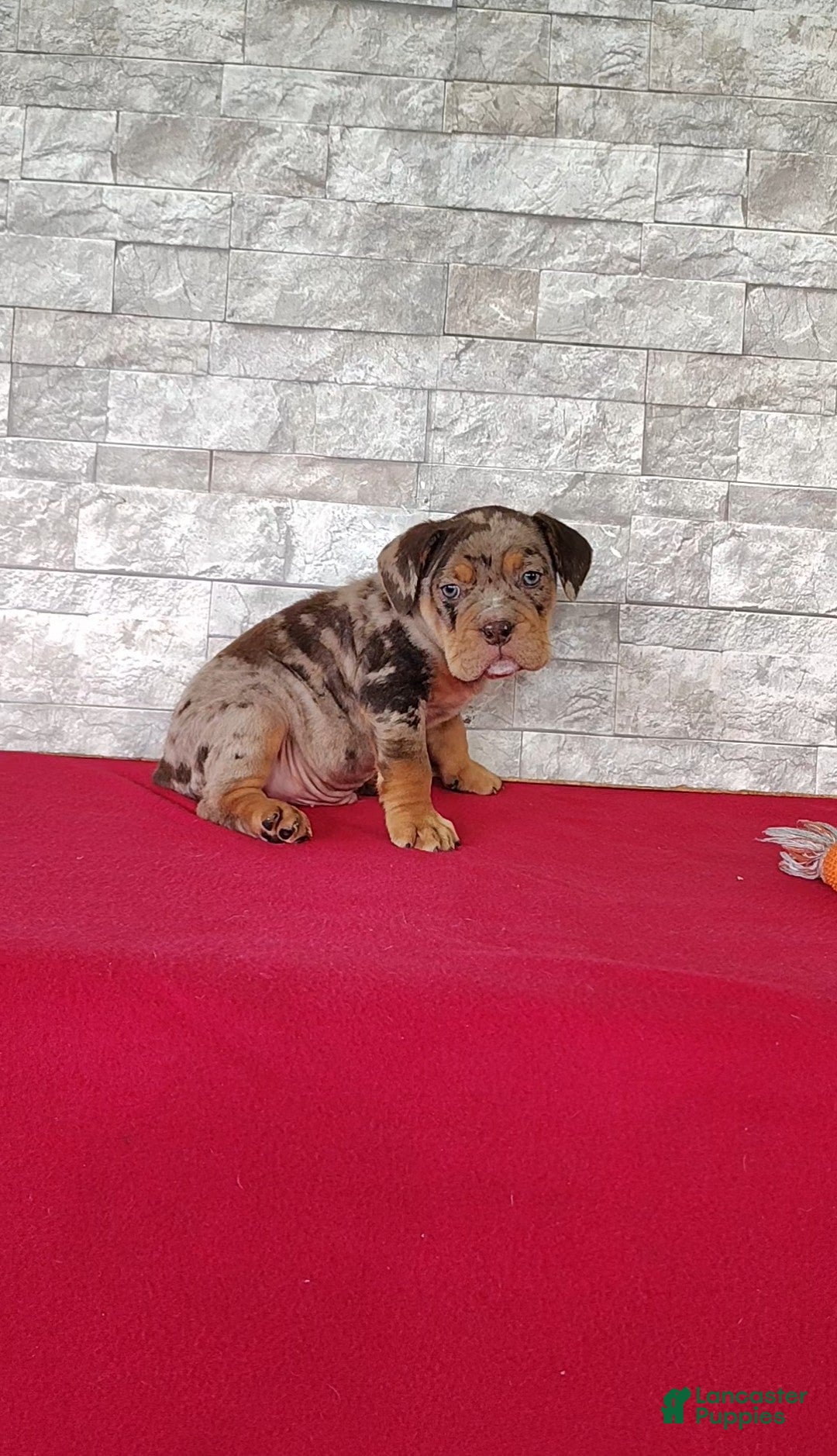 Beabull dogs Riley - Ad 2