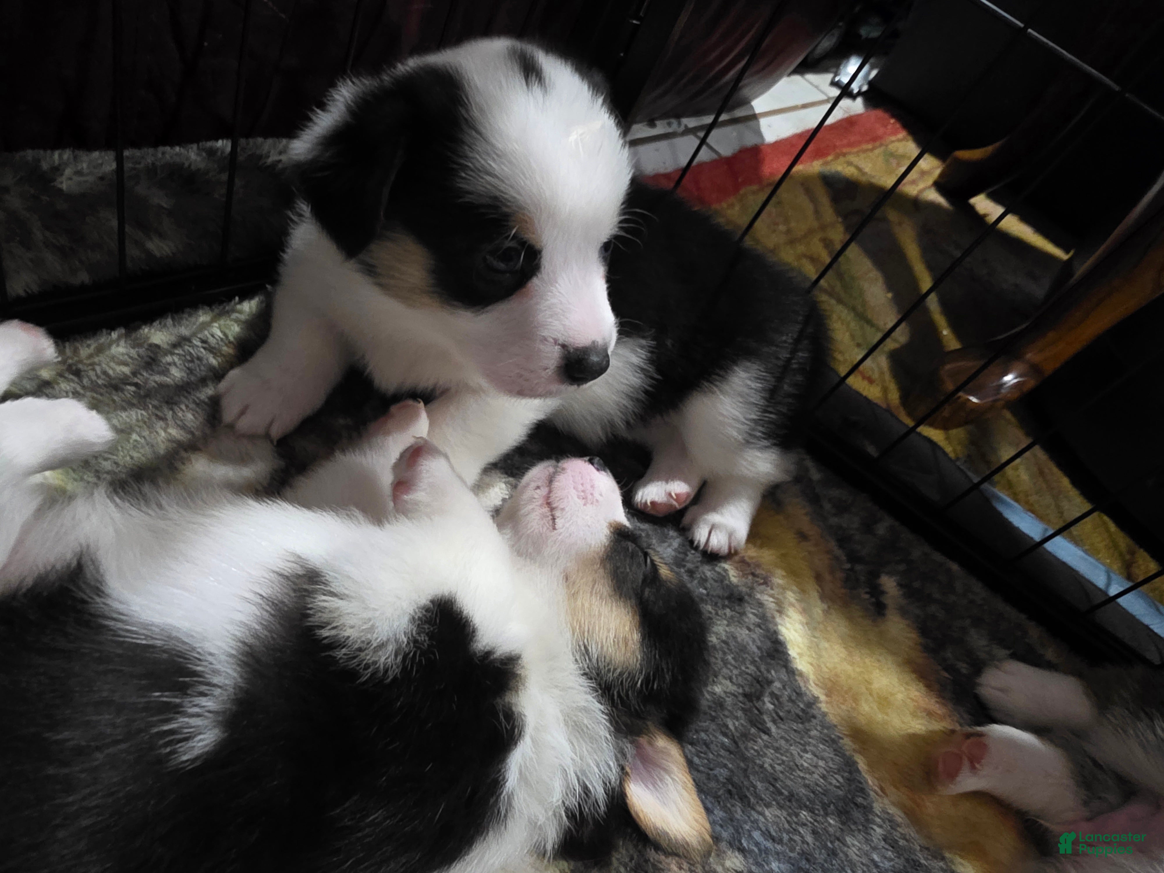 Welsh Corgi Pembroke dogs Welsh Corgi Pembroke 2 - Ad 1