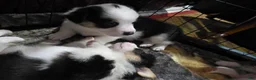 Welsh Corgi Pembroke dogs for sale: Welsh Corgi Pembroke 2 - Ad 1
