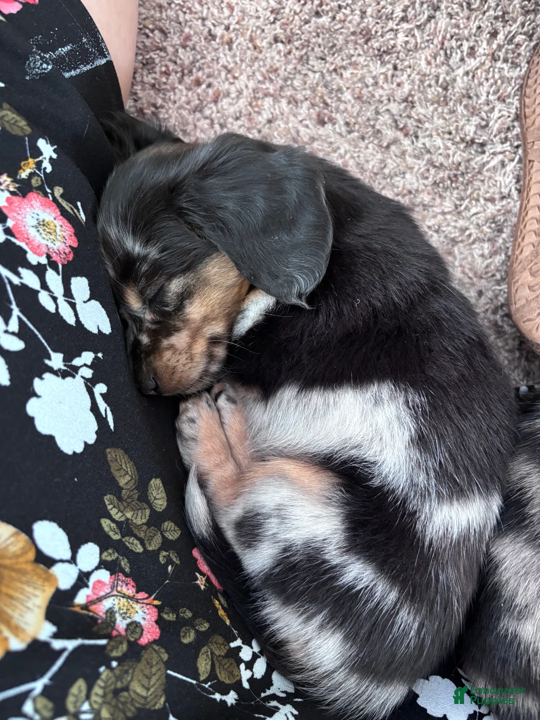 Miniature Dachshund dogs for sale: Miette - Ad 7