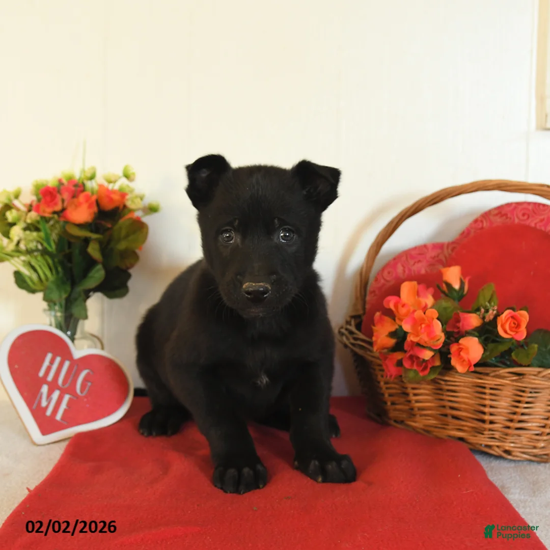 Belgian Malinois dogs for sale: Rambo - Ad 5