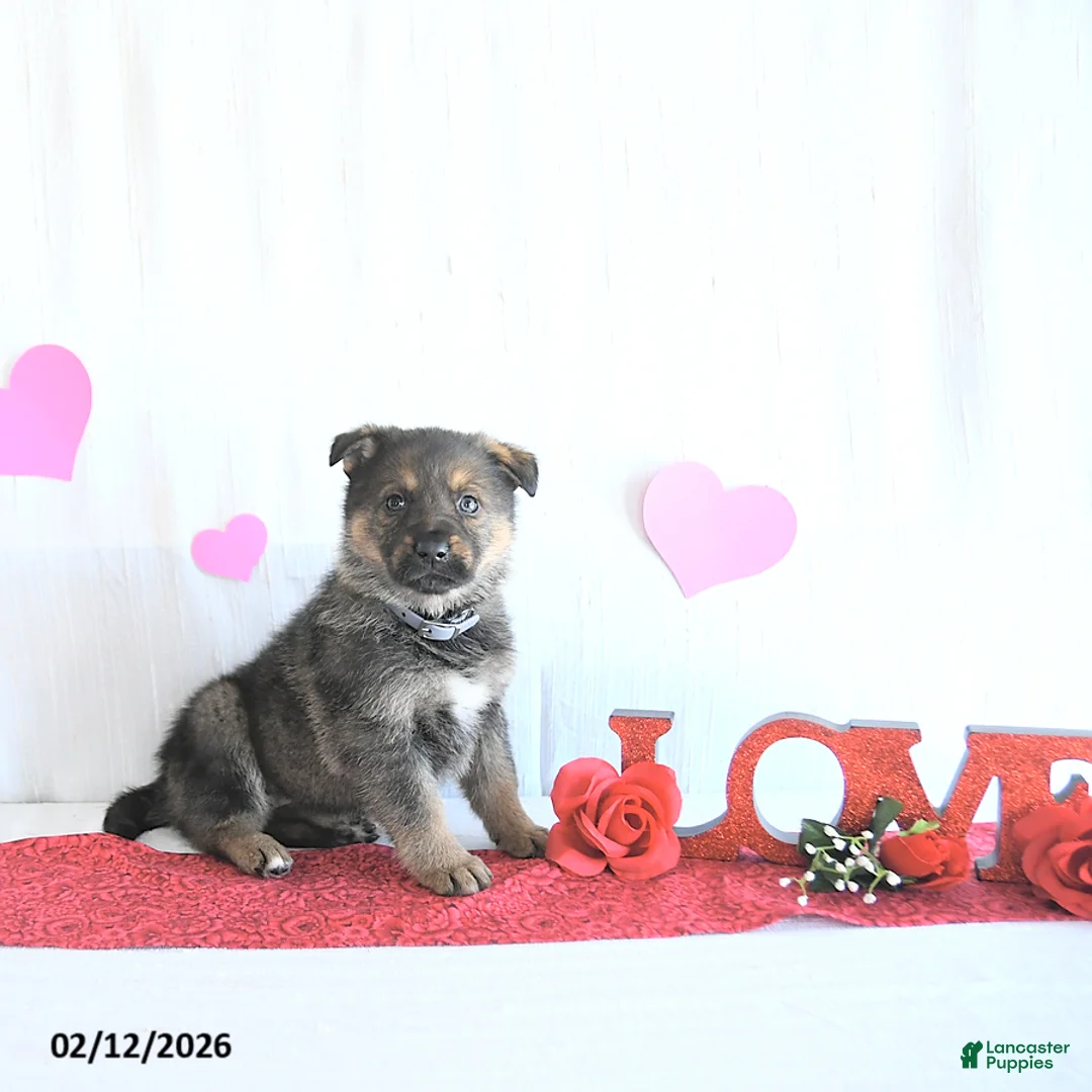 German Shepherd dogs for sale: Sophie - Ad 1