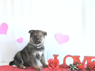 German Shepherd dogs Sophie - Ad 3