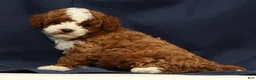 Cavapoo dogs for sale: Easton - Ad 7