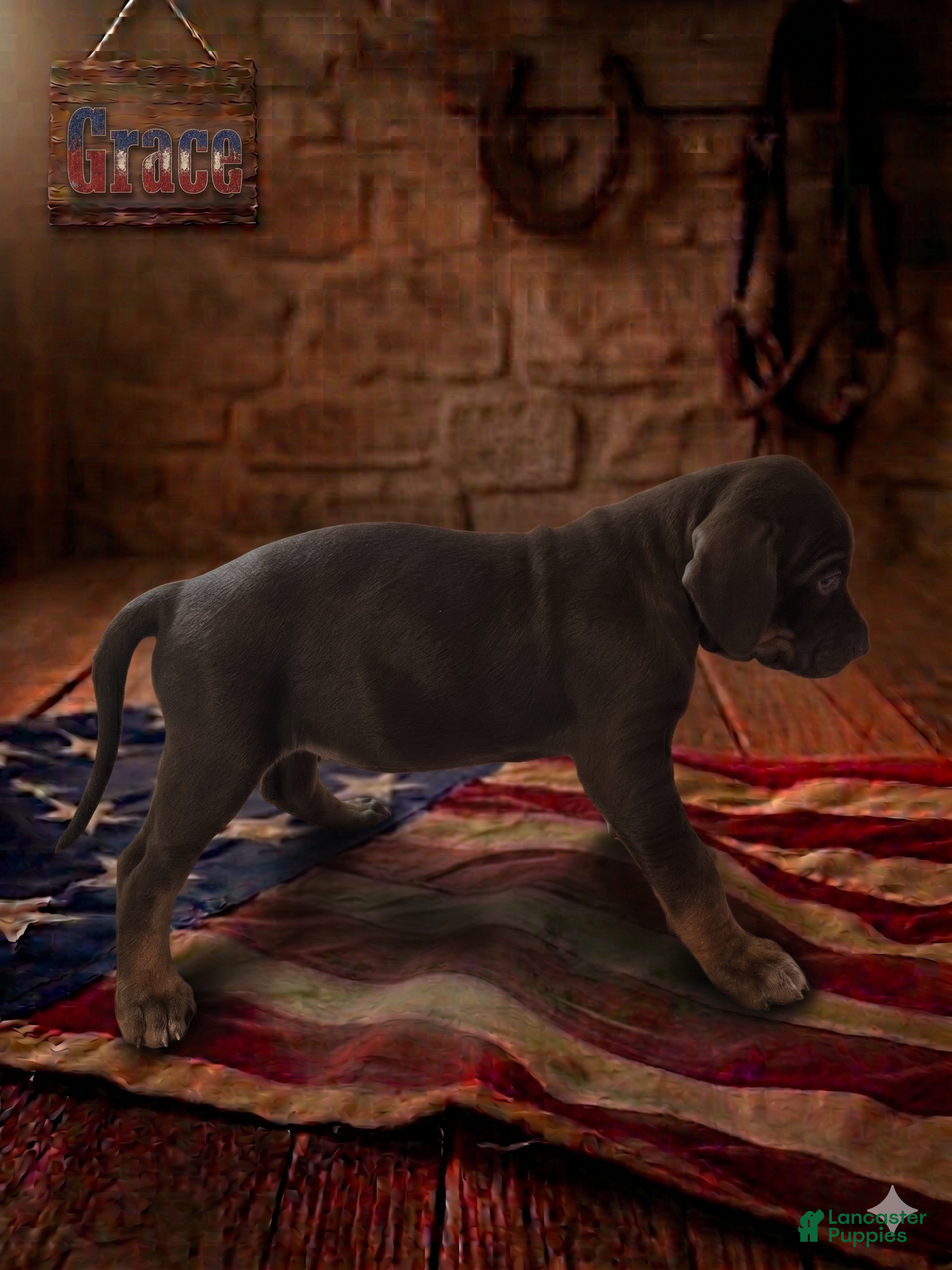 Catahoula Leopard Dog dogs Grace - Ad 2