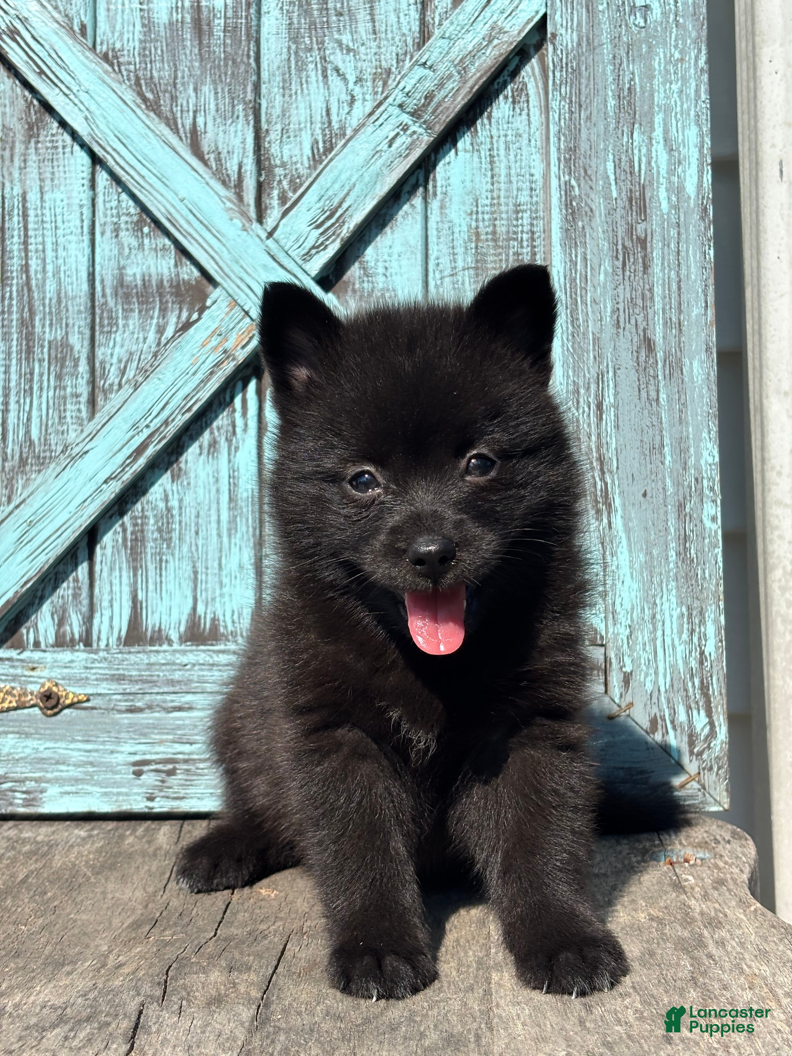 Pomsky dogs Gail - Ad 1