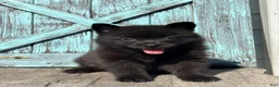 Pomsky dogs for sale: Gail - Ad 1