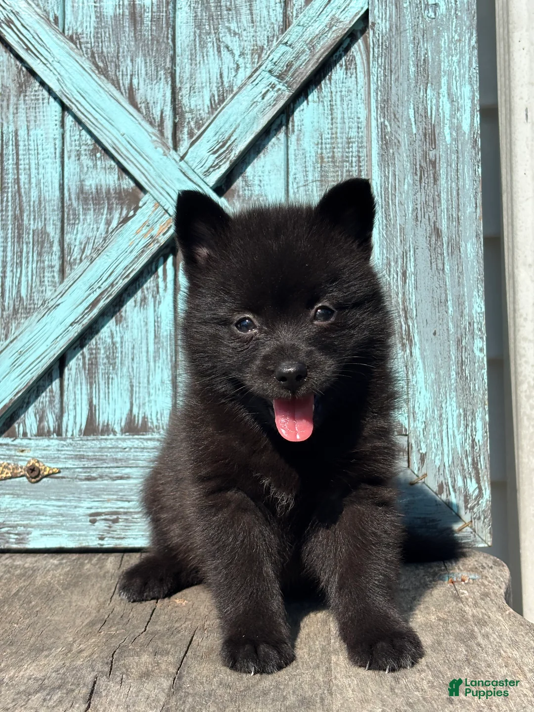 Pomsky dogs for sale: Gail - Ad 1