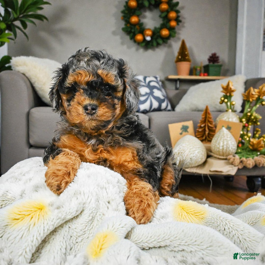 Cockapoo dogs for sale: alice - Ad 4