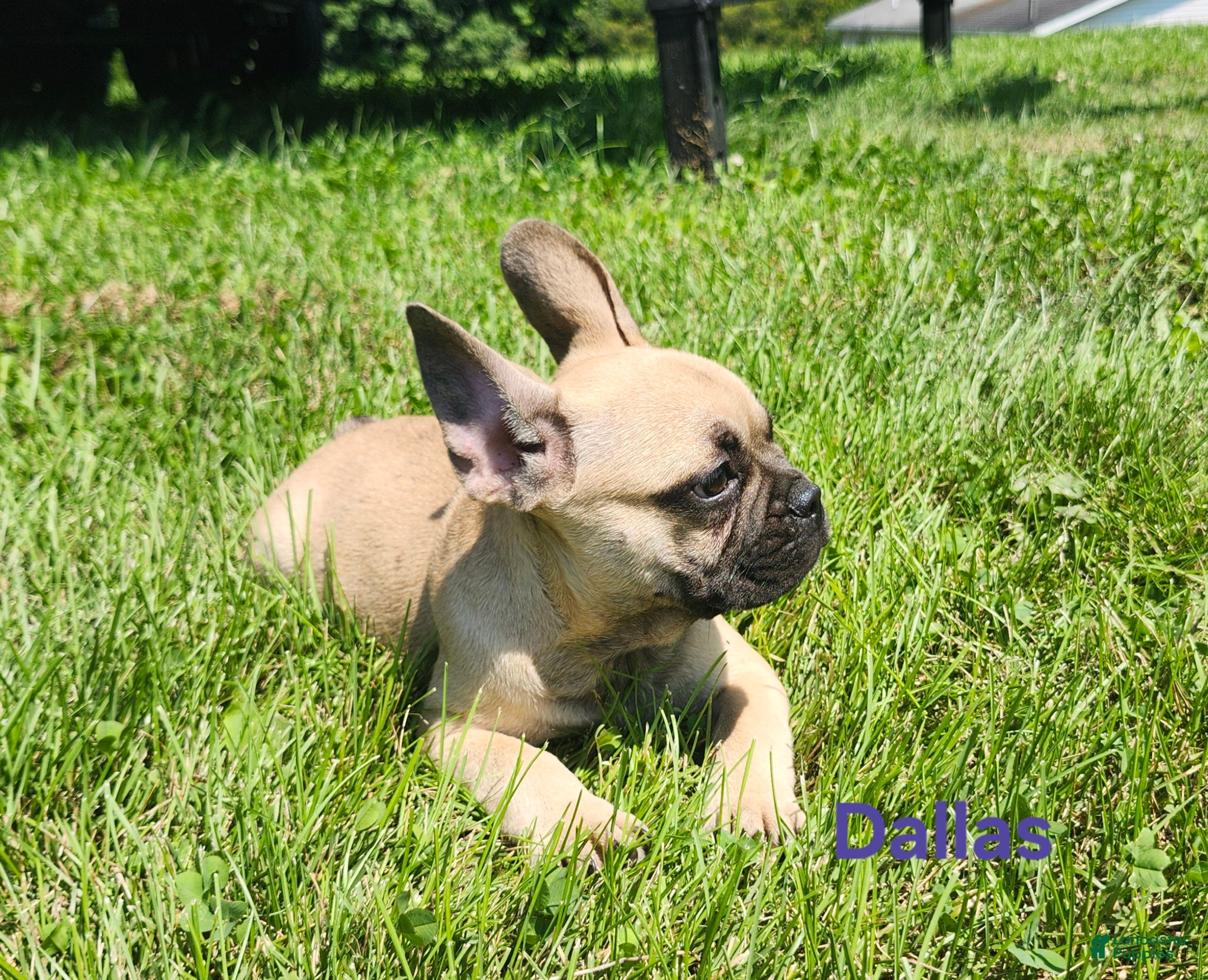French Bulldog dogs Dallas - Ad 2