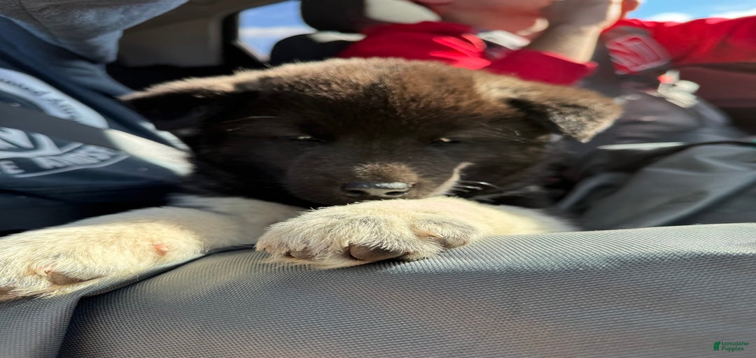 Gallery Image {{count}}