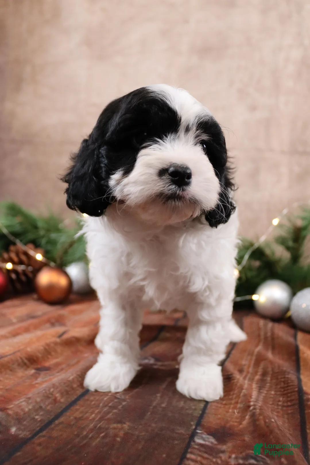 Cavapoo dogs for sale: Star - Ad 2