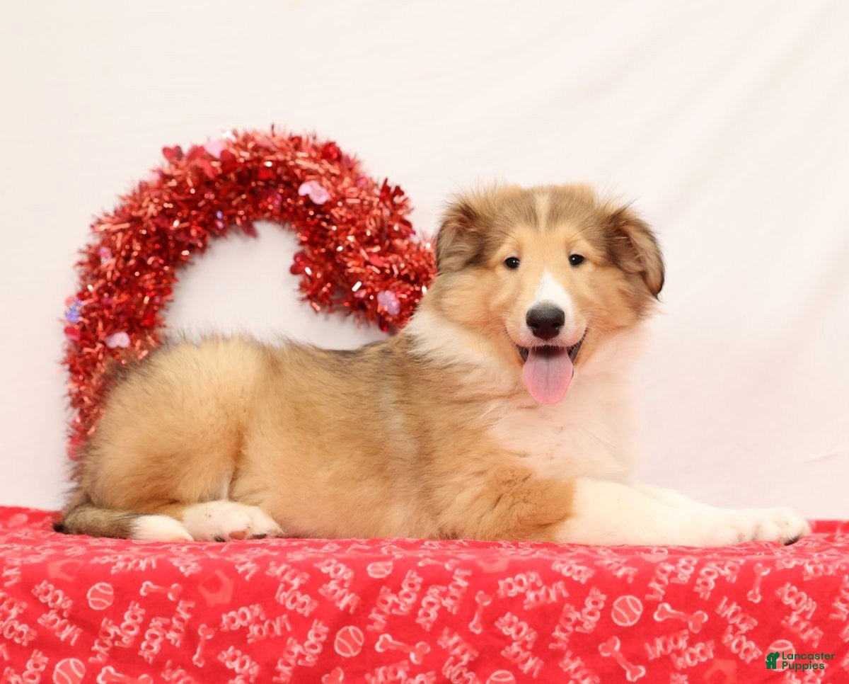 Collie dogs Newton - Ad 1