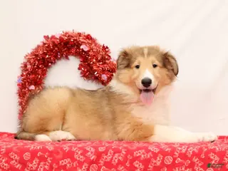 Collie dogs Newton - Ad 1