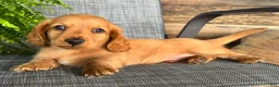 Dachshund dogs for sale: Silas - Ad 1