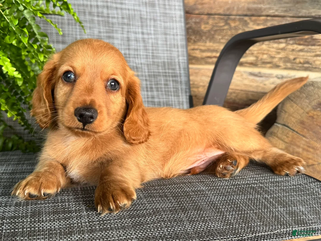 Dachshund dogs for sale: Silas - Ad 1