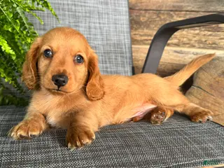Dachshund dogs Silas - Ad 1