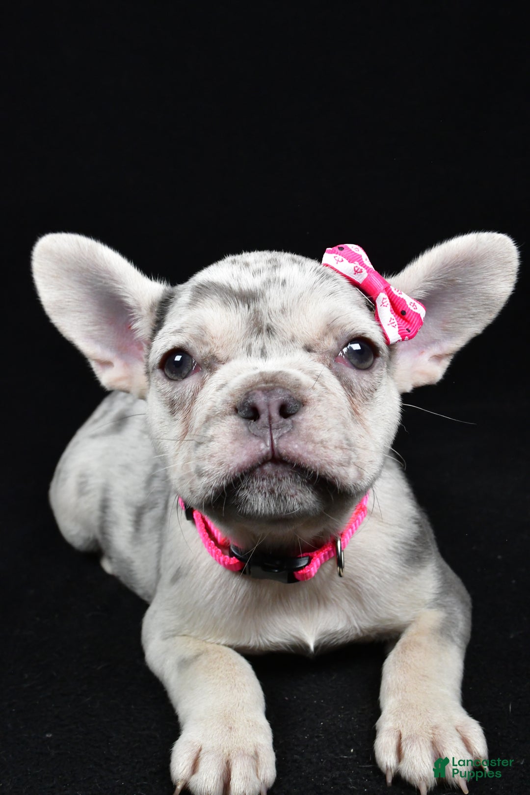 French Bulldog dogs for sale: Biscuit  - Ad 1