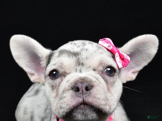 French Bulldog dogs Biscuit - Ad 10