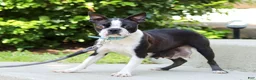 Boston Terrier dogs for sale: Mea - Ad 8