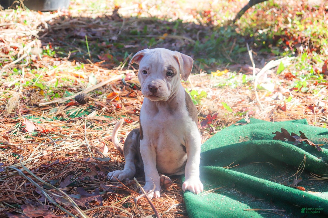 American Bully dogs for sale: Rebel - Ad 1