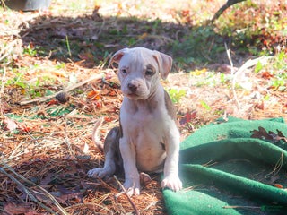 American Bully dogs Rebel - Ad 5