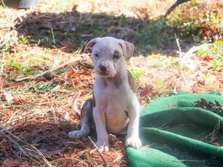 American Bully dogs Rebel - Ad 6