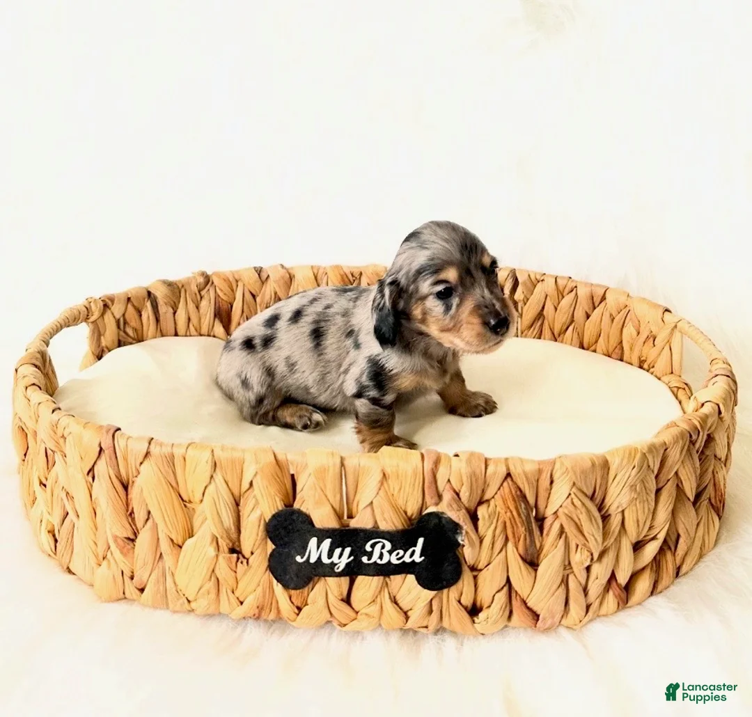Miniature Dachshund dogs for sale: AKC Rocket - Ad 3