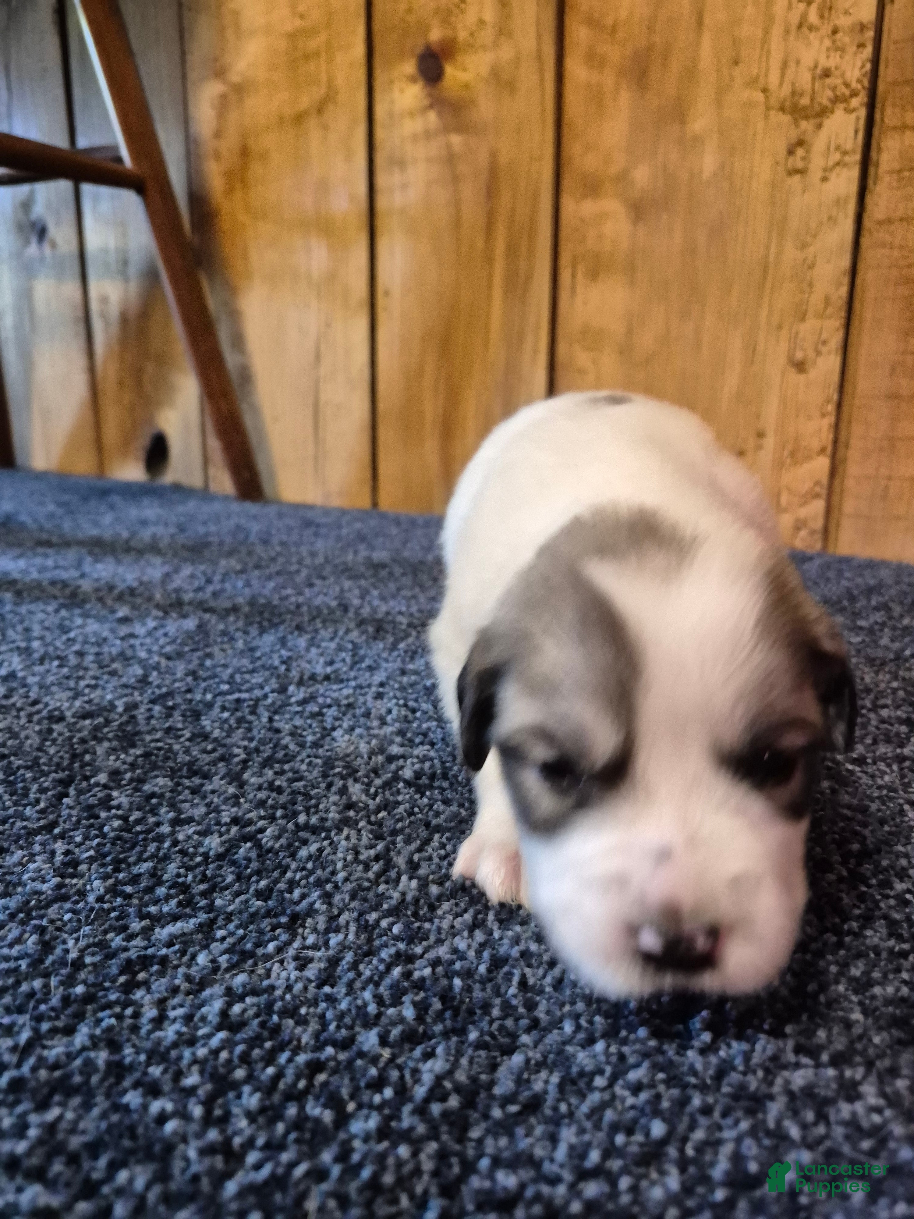 Great Pyrenees dogs Great Pyrenees Puppy 5 - Ad 2