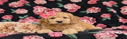 Cockapoo dogs for sale: Leon - Ad 12