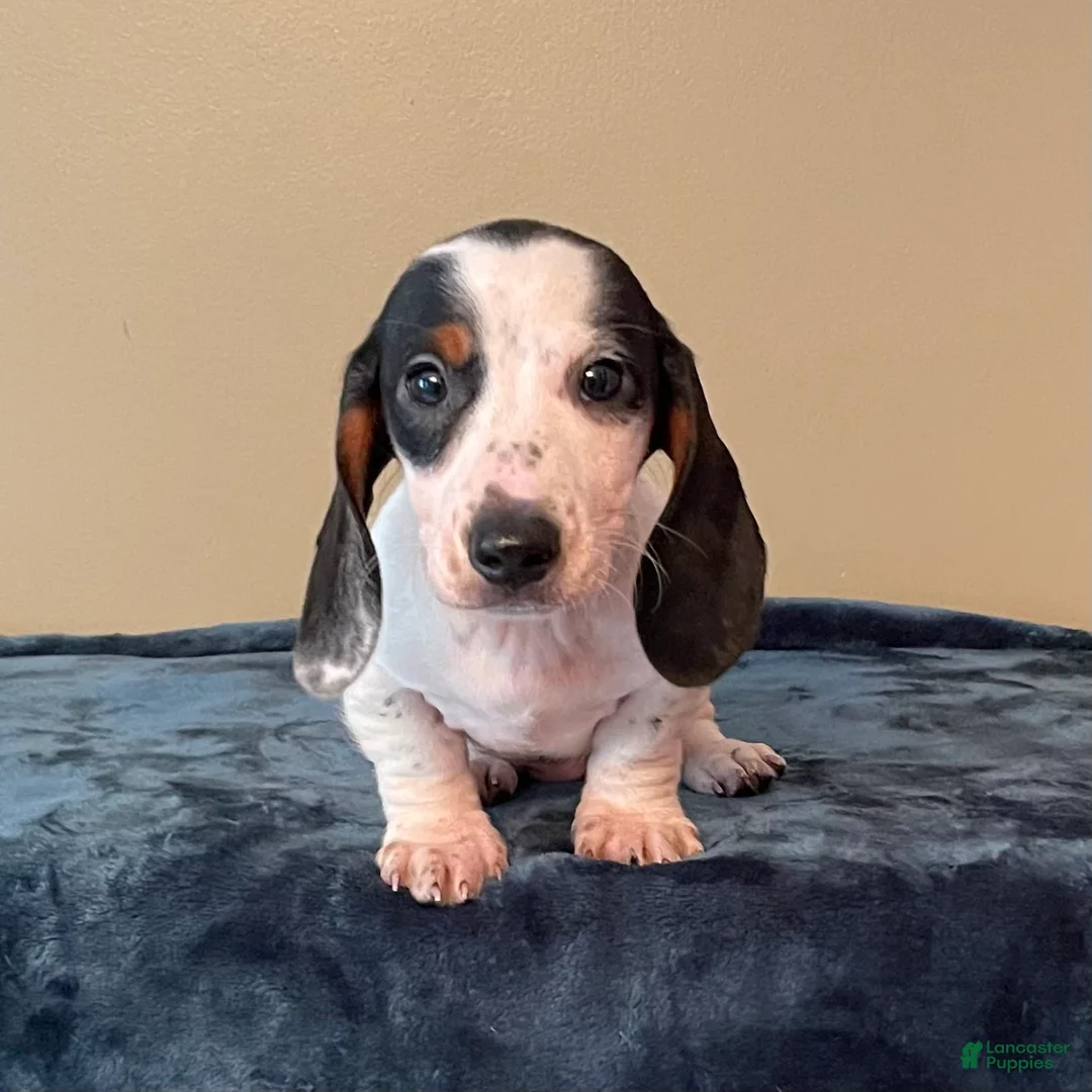 Dachshund dogs for sale: Simon - Ad 1