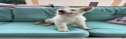 German Shepherd dogs for sale: German Shepherd 1 - Ad 2