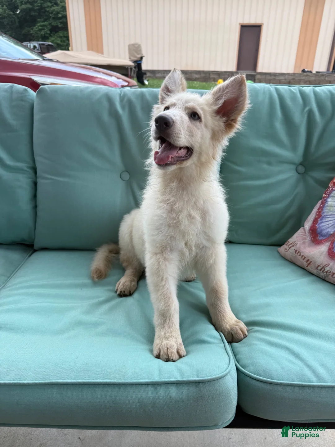 German Shepherd dogs for sale: German Shepherd 1 - Ad 2